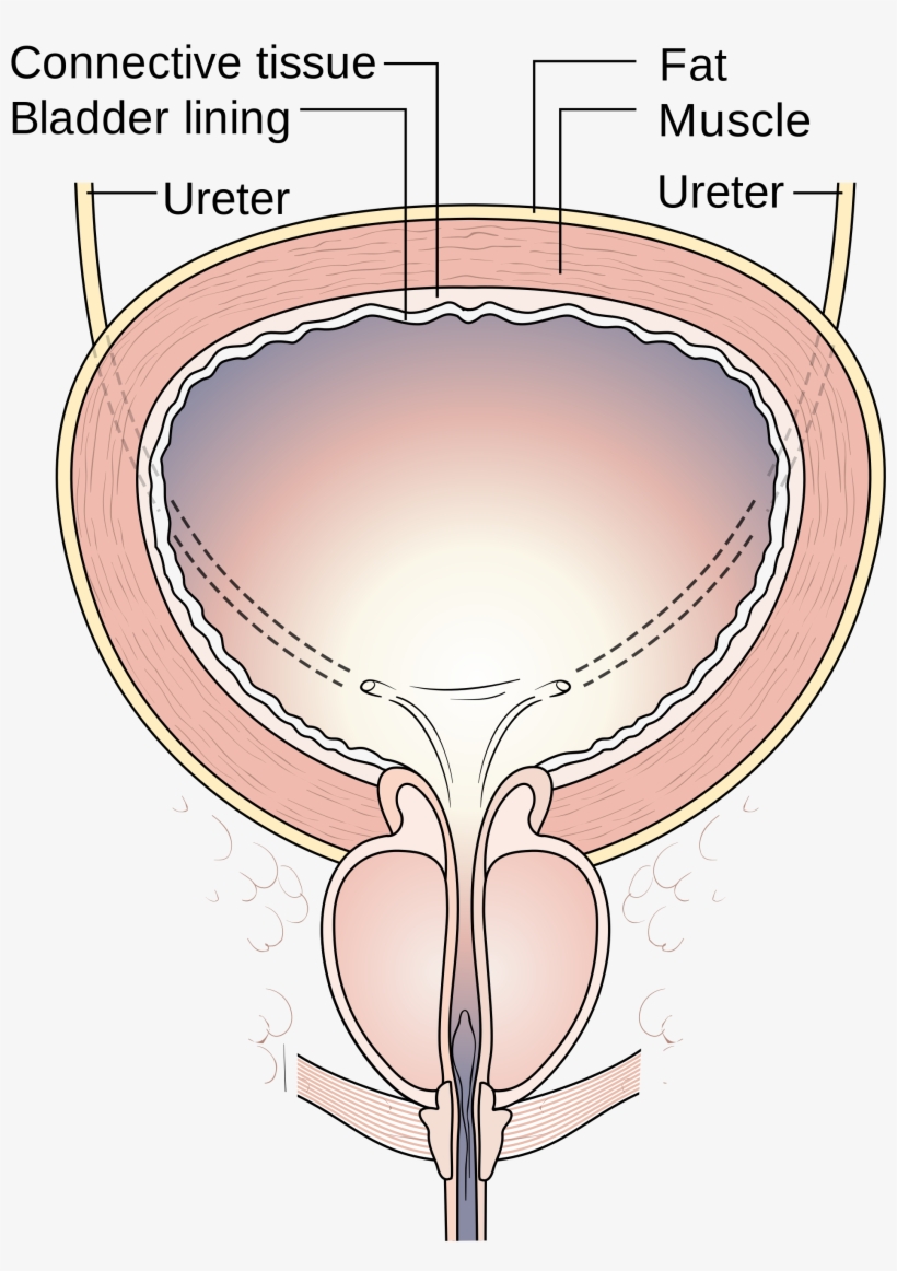 Bladder Pain, Shy Bladder, Urinating, Peeing In Public, - Bladder Transparent, transparent png download