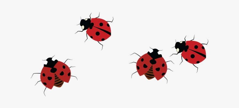 Different From Us, They Have Multiple Legs, And In - Ladybug, transparent png download