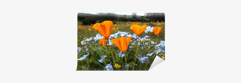 Bug's Eye View - Native Plant, transparent png download