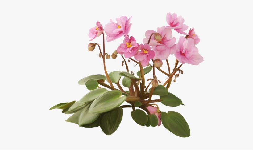 Flower, transparent png download