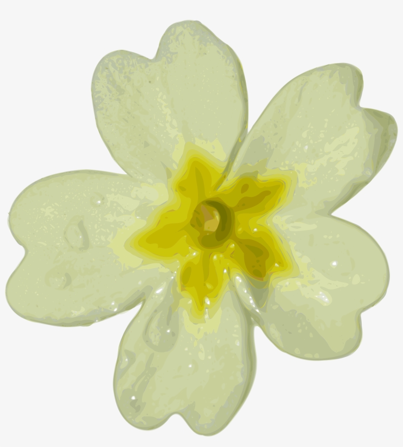 Blurred White Flower - Clipart Primrose, transparent png download