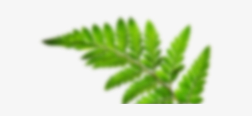 Blurred Image Of A Leaf Frond - Leaf, transparent png download