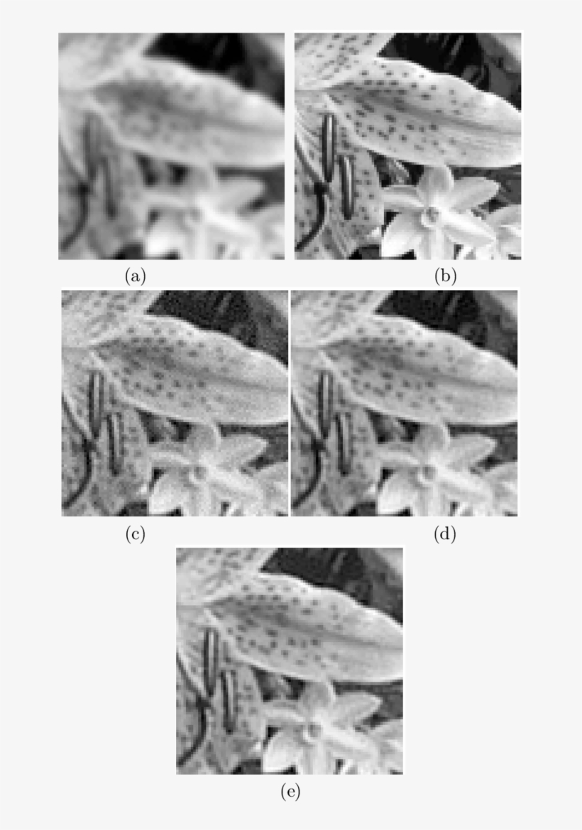 A Close Up View Of The Given Blurred Image That Is - Boreal Toad, transparent png download
