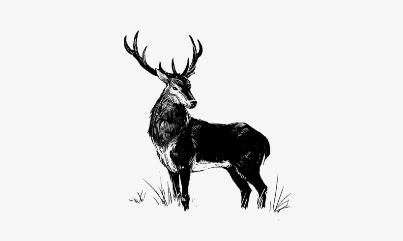Stag - Elk, transparent png download
