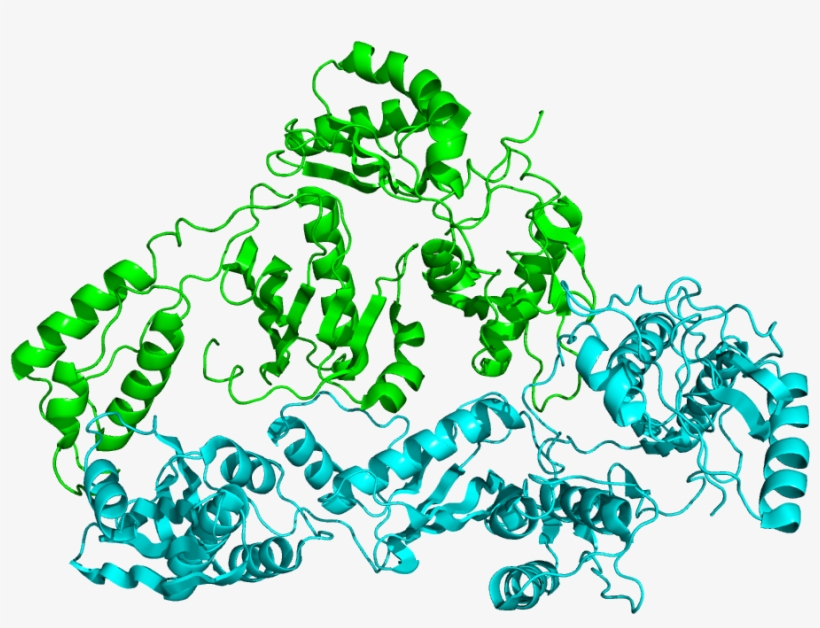 Reverse Transcriptase 1hmv - Reverse Transcriptase Png, transparent png download