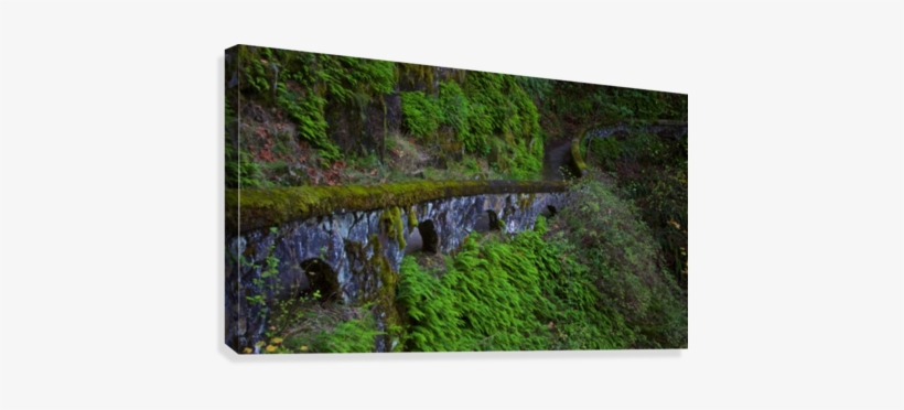 Rock Wall Trail, Sheppard's Dell, Columbia River Gorge, - Moss, transparent png download
