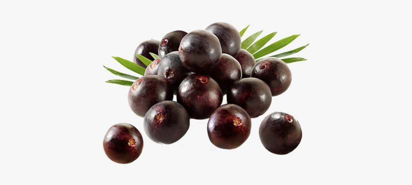 1a46a6 - Indus Viva Health Sciences, transparent png download