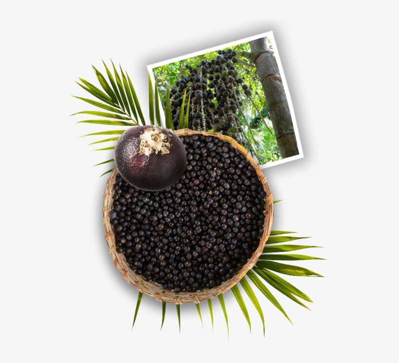 Harvesting Açaí Is An Age-old Tradition In The North - Açaí Palm, transparent png download