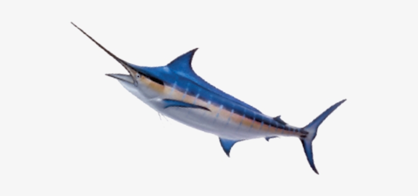 We Offer A Bit Of Everything So You Can See It All - Atlantic Blue Marlin, transparent png download