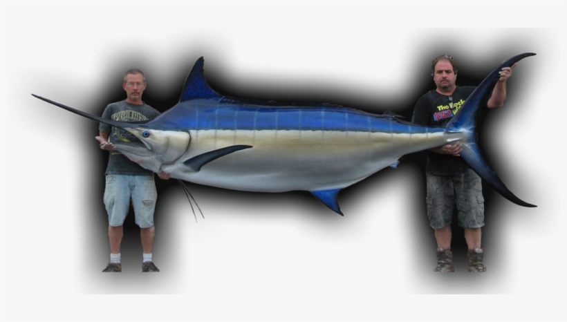 154\ - Blue Marlins, transparent png download