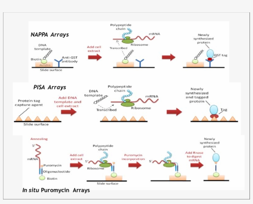 Pisa Arrays, Nappa Arrays And In Situ Puromycin - Nappa Array, transparent png download