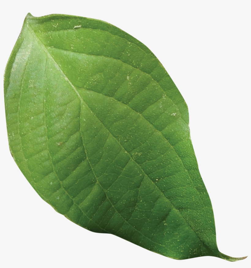 Simple - Saman, transparent png download