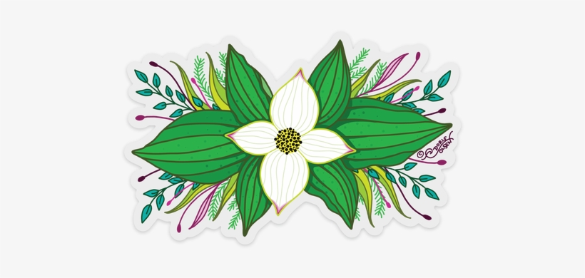 Flowering Dogwood, transparent png download