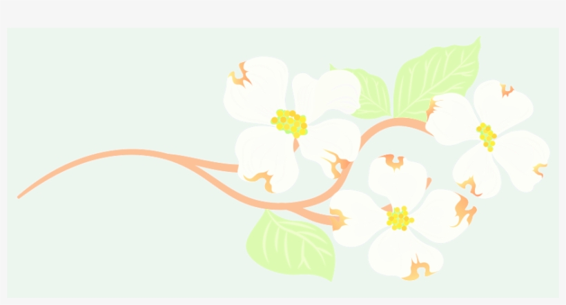 Dogwood 2 - Flower, transparent png download