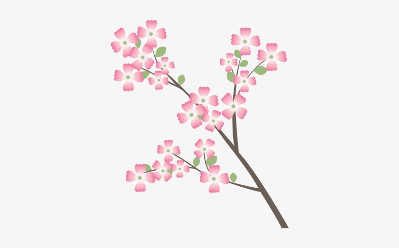 Dogwood - Cherry Blossom, transparent png download