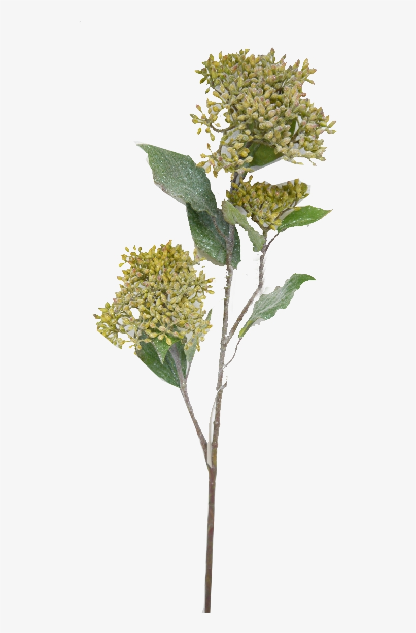 Frosted Dogwood Spray - Twig, transparent png download
