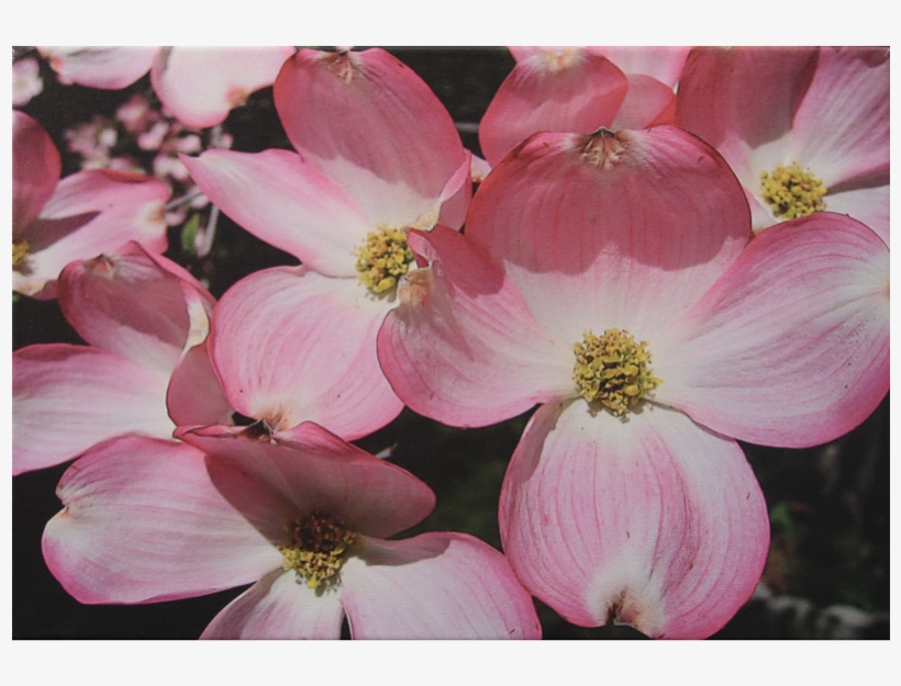 Serial - Flowering Dogwood, transparent png download