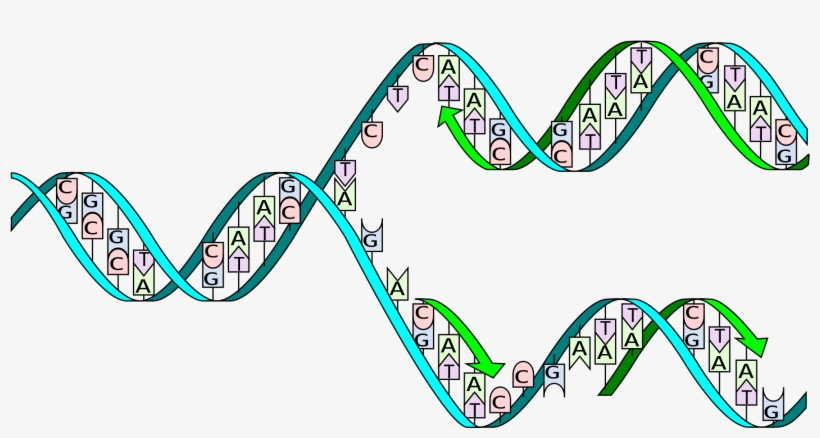 Open - Dna Replication, transparent png download