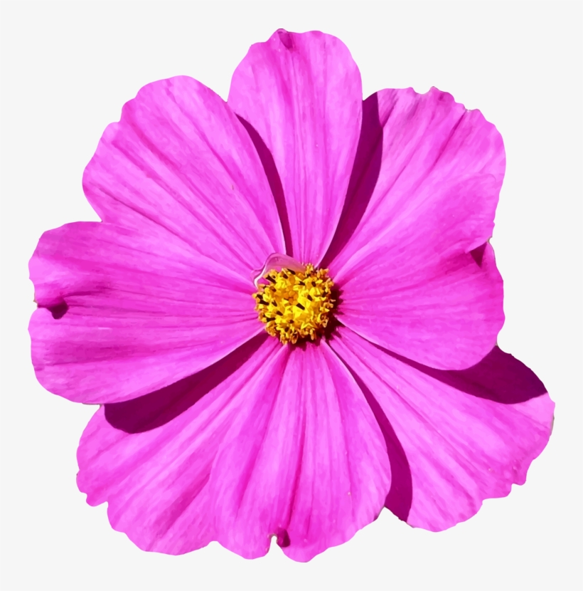 Garden Cosmos Flower Computer Icons Petal - Transparent Cosmos Flower Png, transparent png download