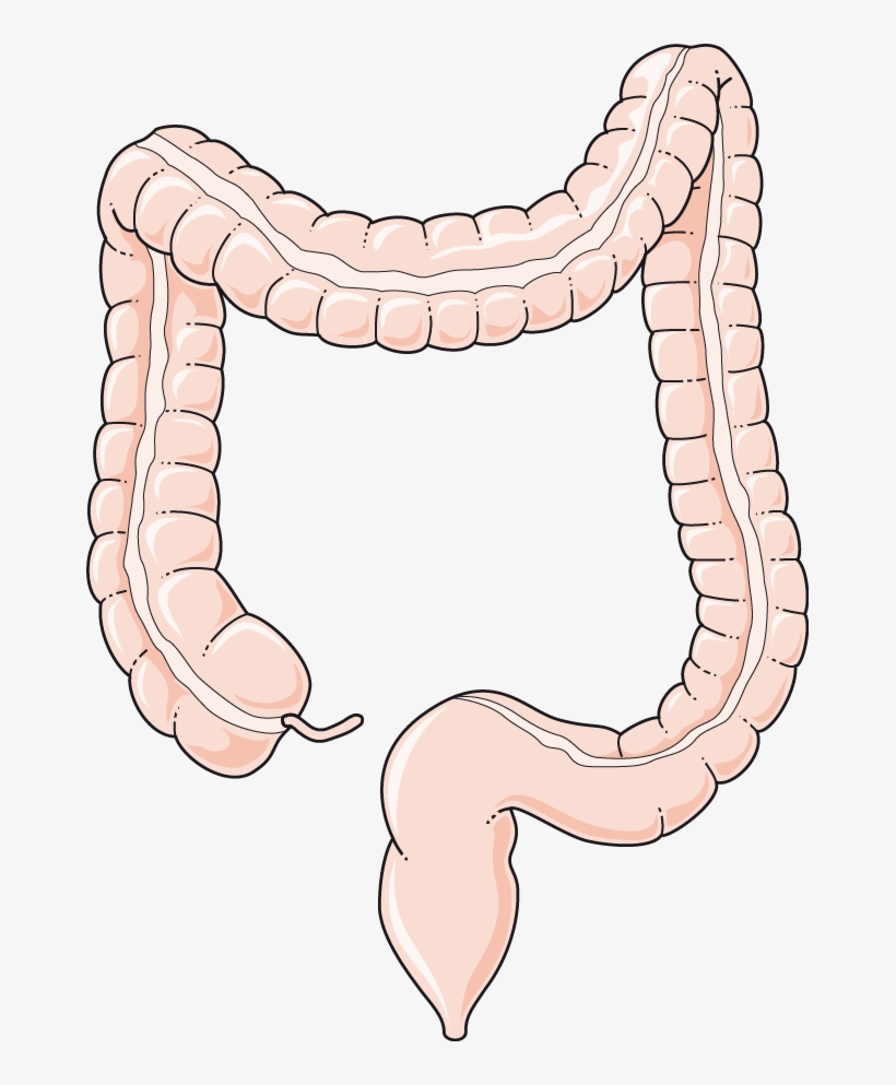 Colon - Diametre Du Gros Intestin, transparent png download