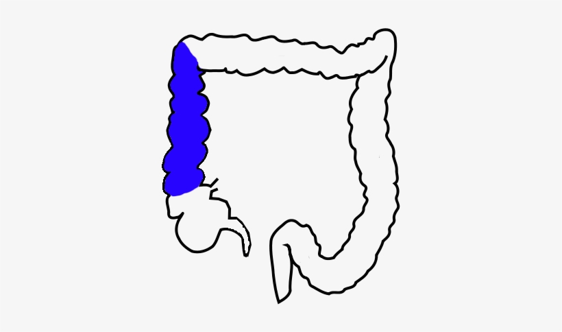 Cecum Of A Dog, transparent png download