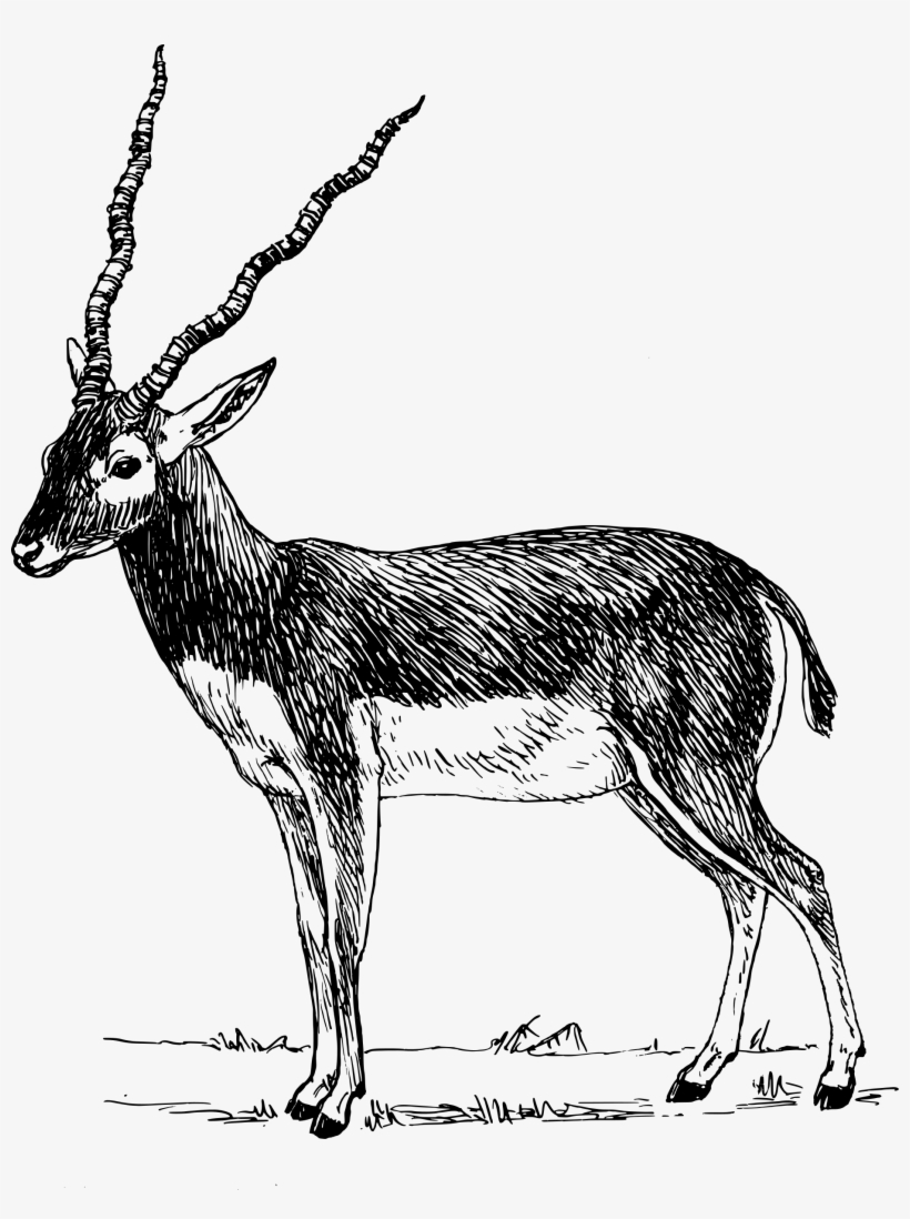 Antelope Png, transparent png download