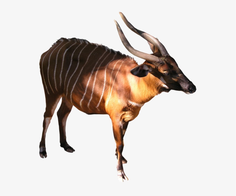 Bongo Png - Antelope Png, transparent png download