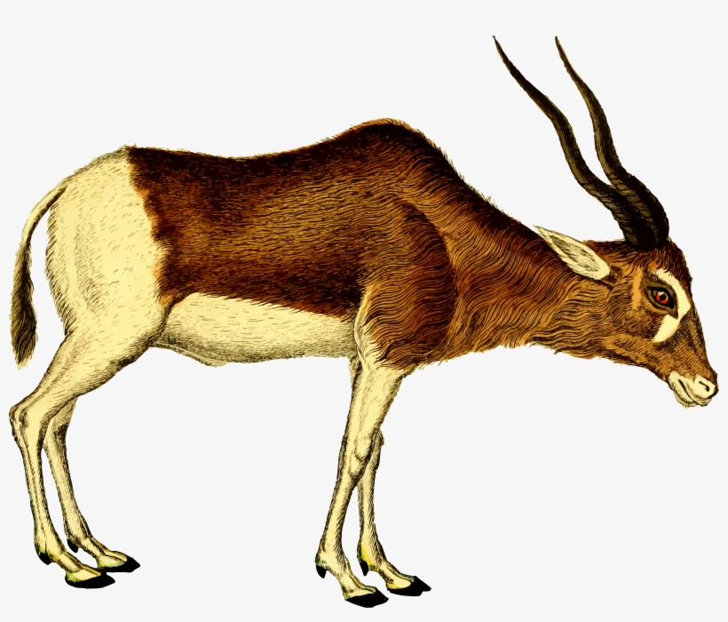 This Free Icons Png Design Of Antelope 2, transparent png download