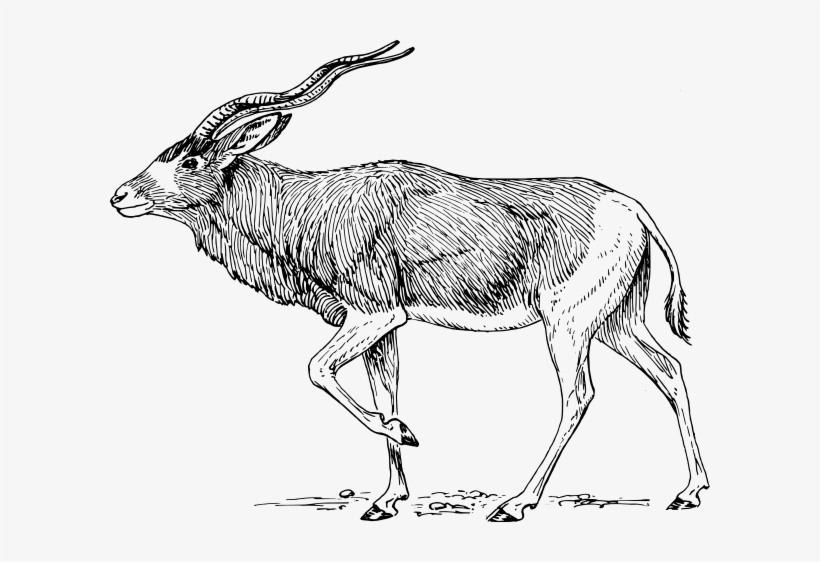 Addax Antelope Png Images 600 X - Addax Clipart, transparent png download