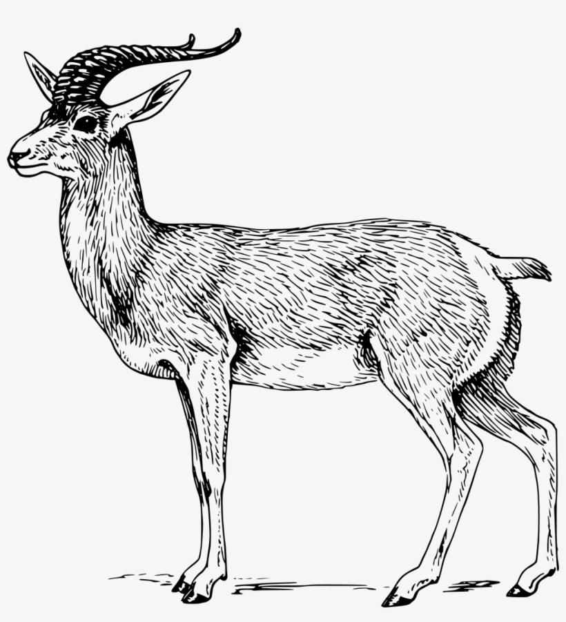 Download Png - Antelope Clipart Black And White Transparent PNG