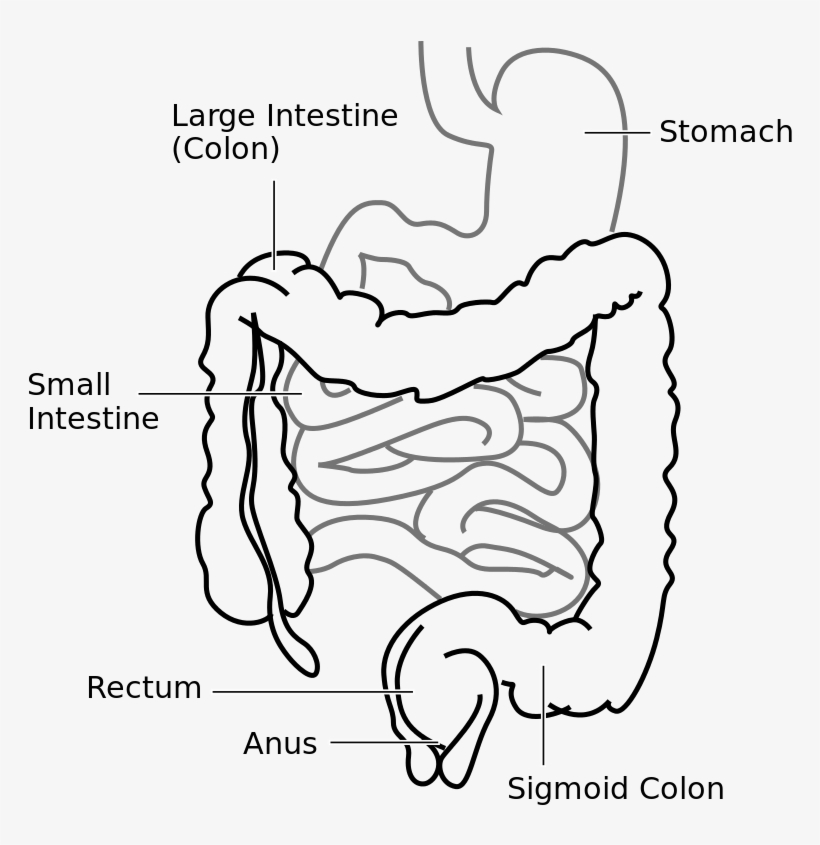 Large Intestine And Small Intestine Diagram, transparent png download