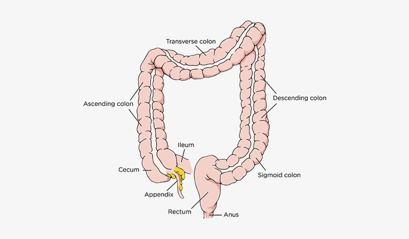 Parts Of The Colon - Colon Resection, transparent png download