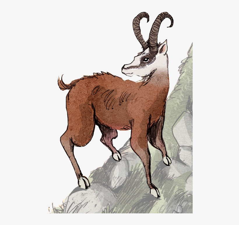 File - Dahudétouré - Dahu Myth, transparent png download