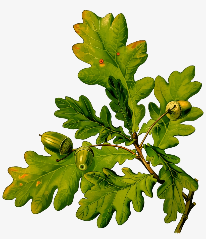 This Free Icons Png Design Of English Oak, transparent png download