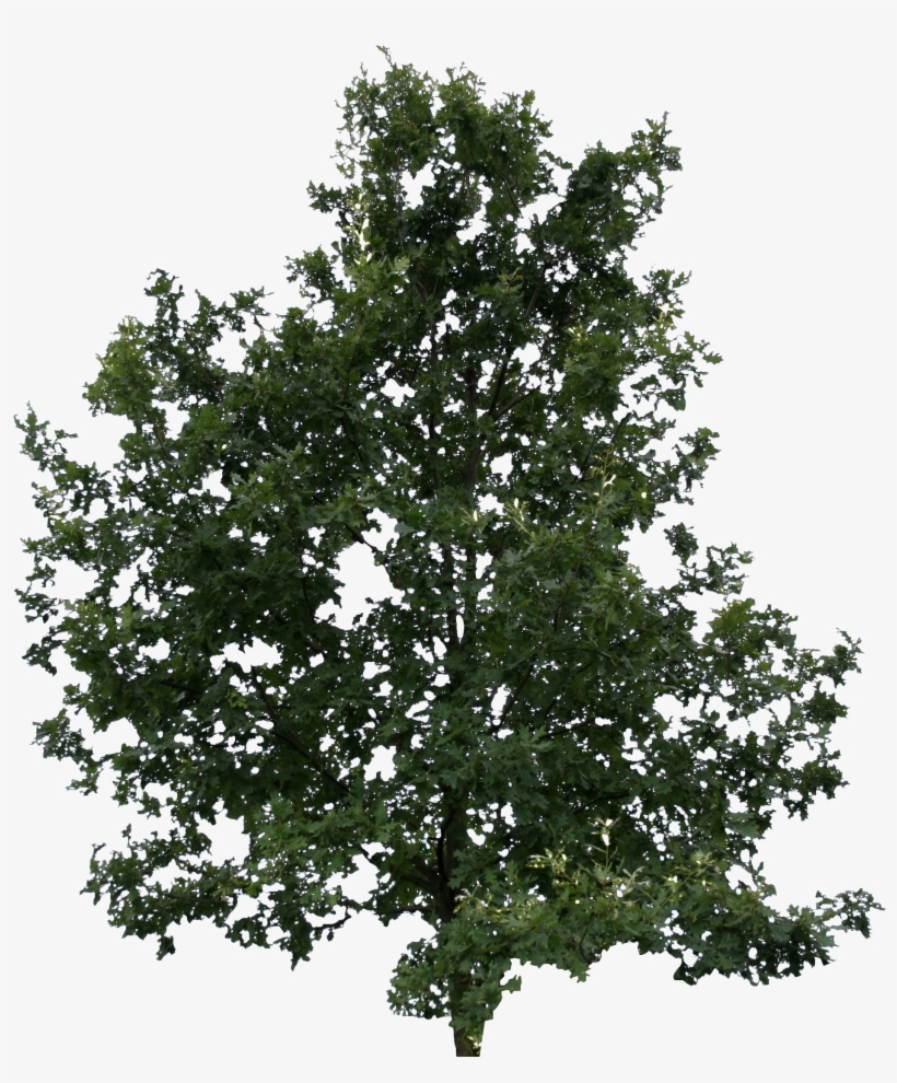 2d Trees - Lodgepole Pine, transparent png download