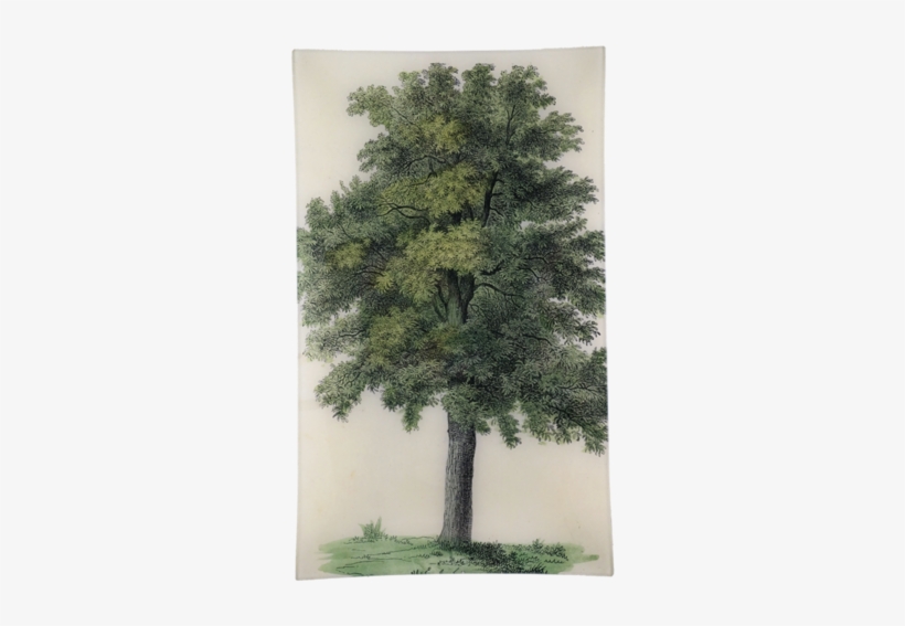 Oak Tree - Tote Bag, transparent png download