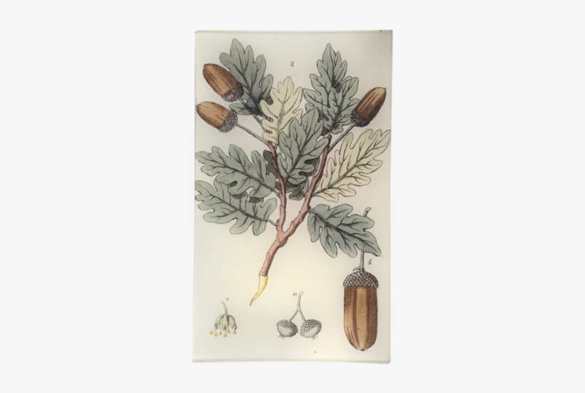 Oak Oak - Vase, transparent png download