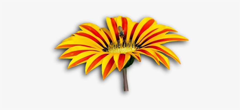 Peel N Stick Poster Of Bee Png Flower Isolated Poster - African Daisy, transparent png download