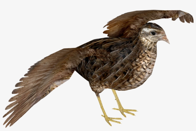 King Quail F - Common Quail, transparent png download