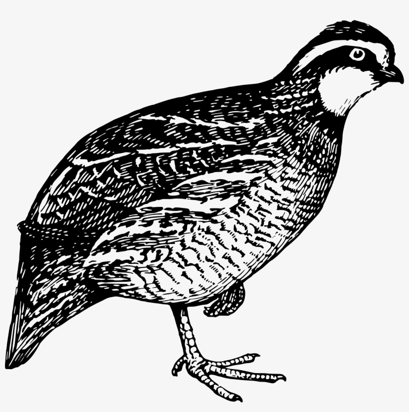 This Free Icons Png Design Of Quail 2, transparent png download