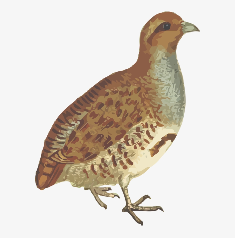 Common Quail Phasianidae Grey Partridge Bird - Partridge Png, transparent png download