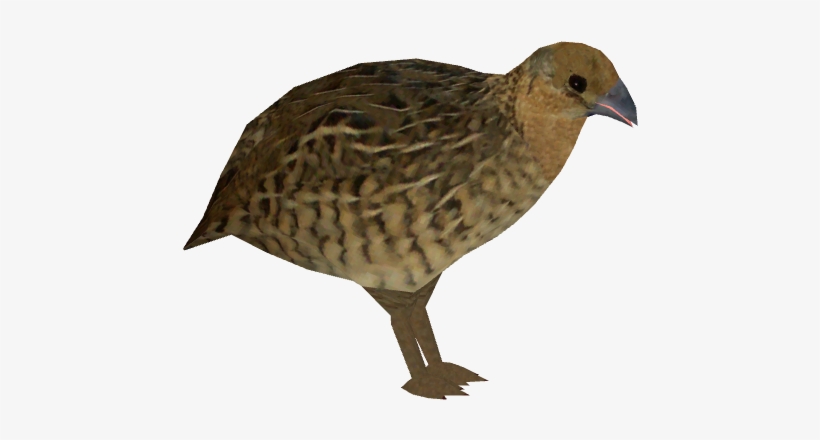 Harlequin Quail 2 - Portable Network Graphics, transparent png download