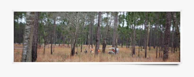 As You Might Expect In This Part Of The Country, Hunting - Steelwood Country Club, transparent png download