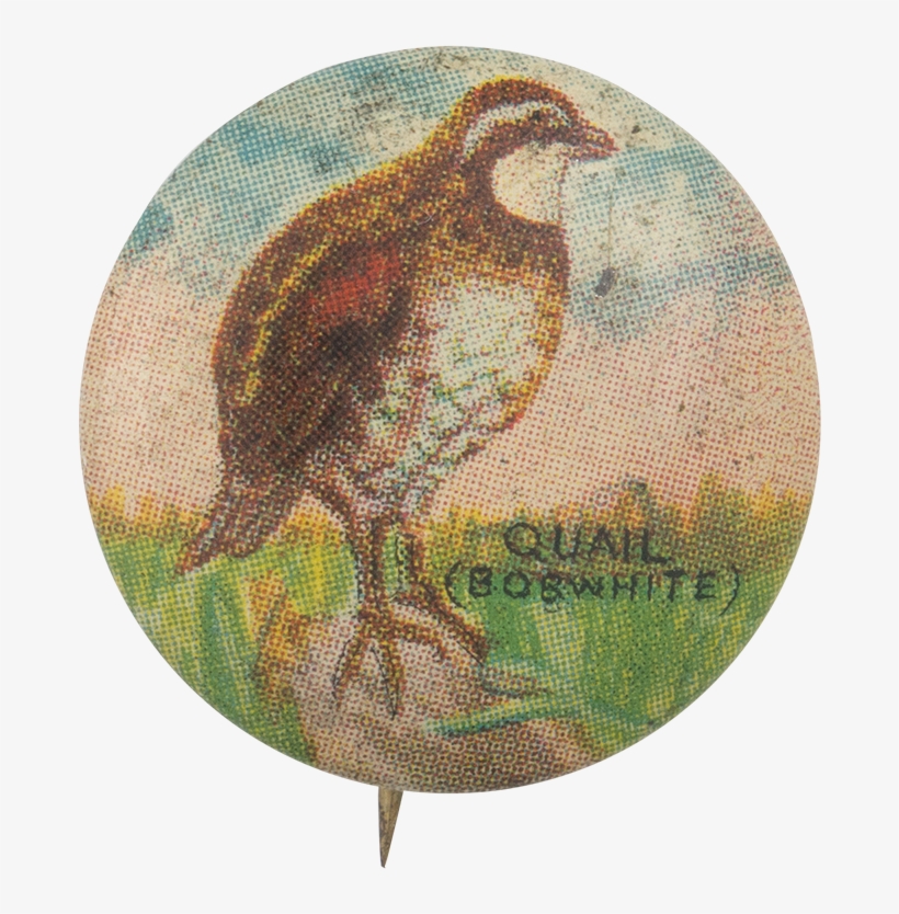 Quail, transparent png download