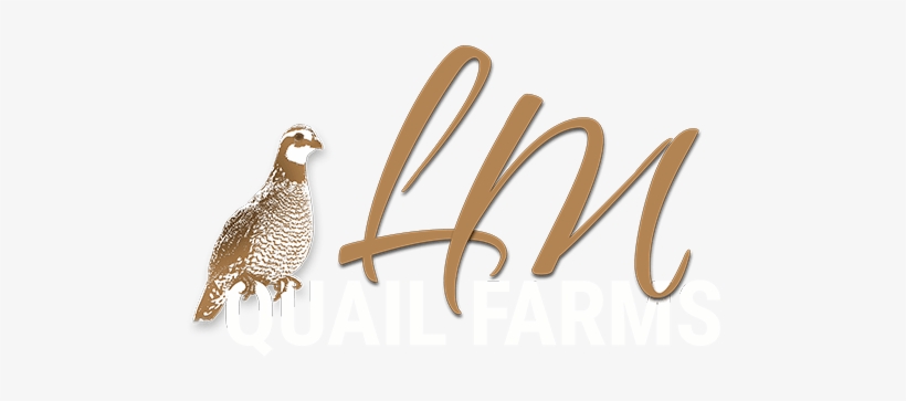 Fertile Quail Eggs For Hatching - Quail Eggs, transparent png download