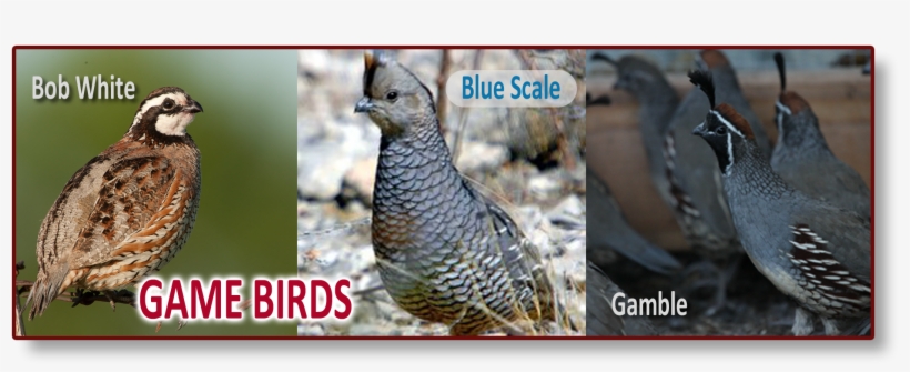 Game Bird Header 1 - Quail, transparent png download