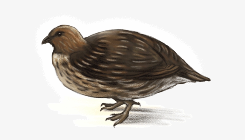 Quail Ned Barraud Illustrator From Moa To Dinosaurs - Moa, transparent png download