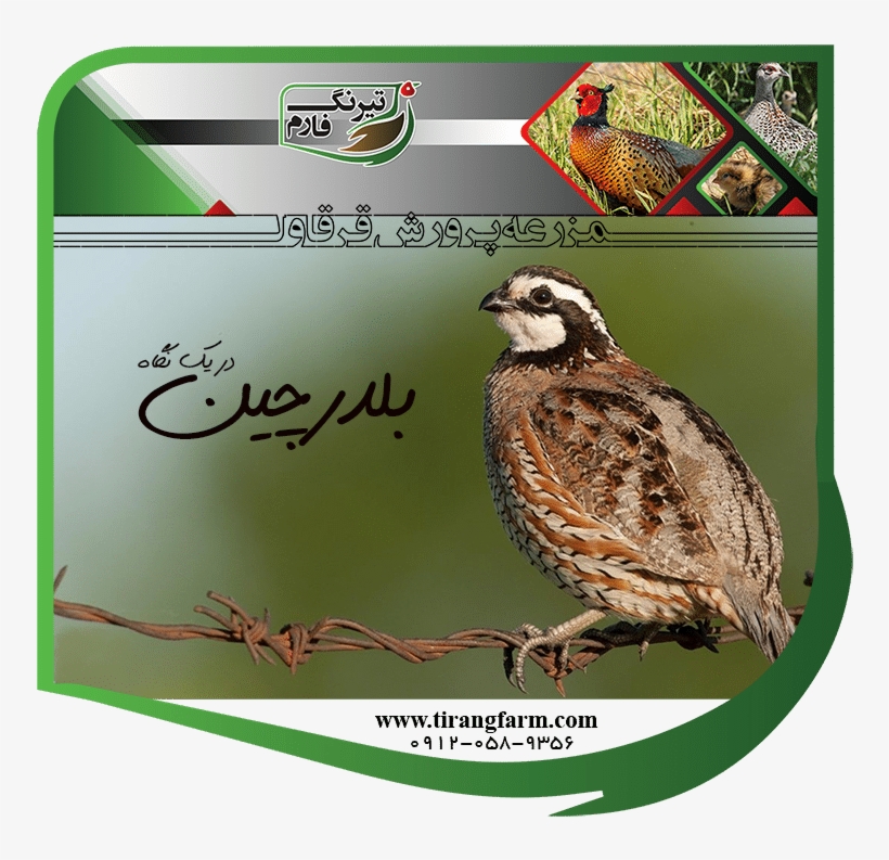 Quail - کبک, transparent png download