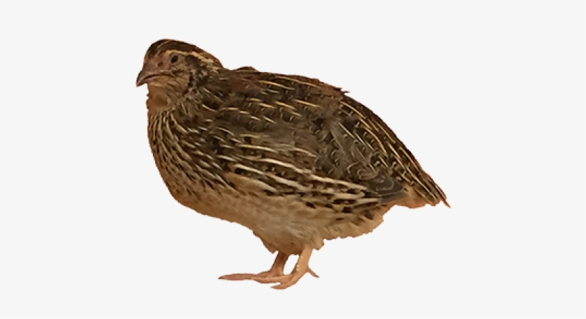 Quail - Japanese Quail, transparent png download