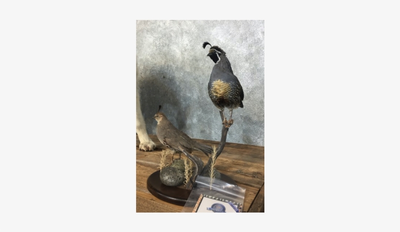 Gambel's Quail Taxidermy Bird Mount For Sale - 17057, transparent png download